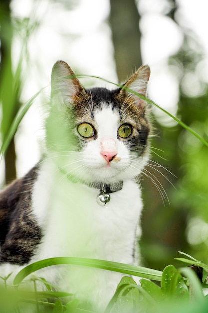 緑の草で遊ぶ黒猫草で遊ぶかわいい猫