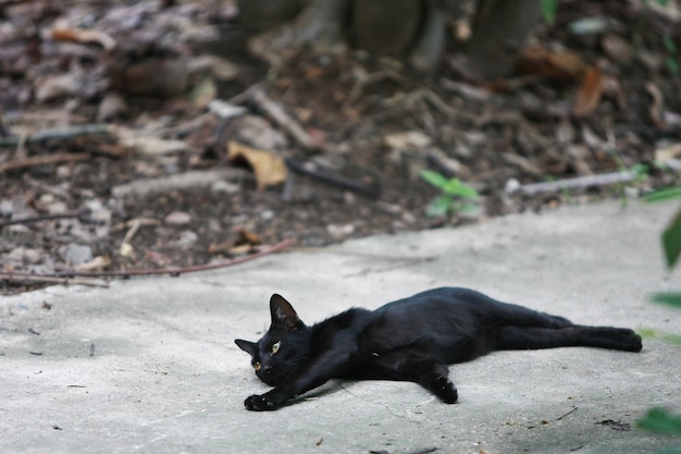 路上で黒猫の肖像画