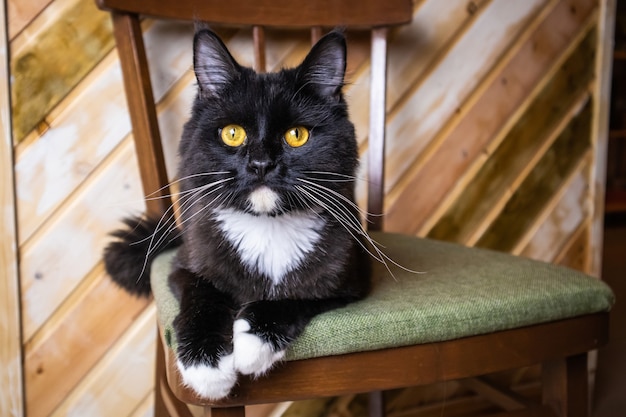 black cat portrait