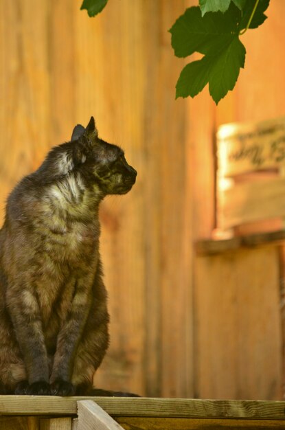 黒い猫が葉のいを嗅いでいます