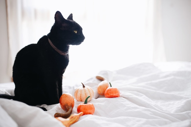 Black cat and pumpkins on the bed.