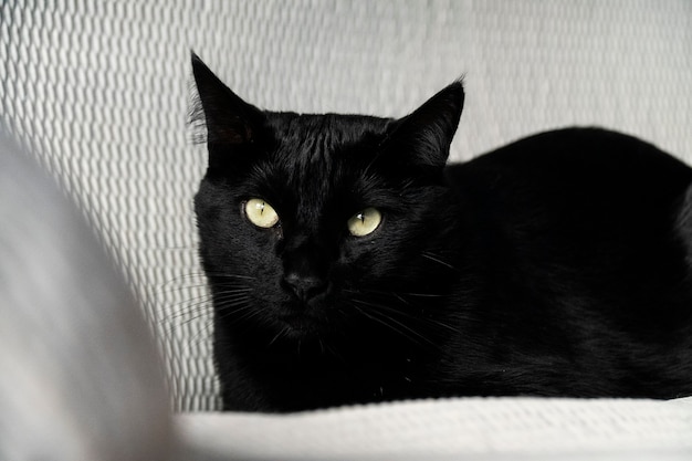 Black cat resting on the couch