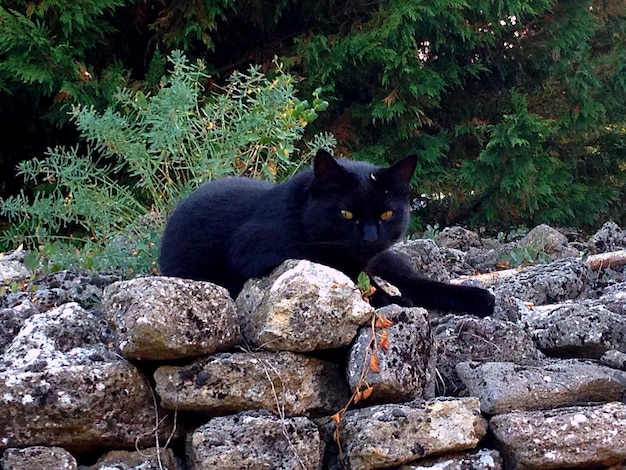 Foto gatto nero che riposa sulle pietre