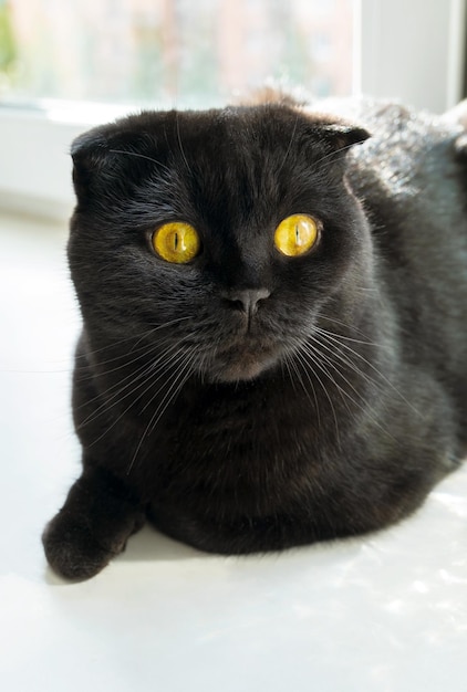 Black cat scottish fold with yellow eyes