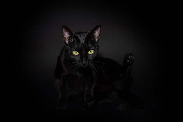 Black cat scratching and sitting Isolated on black background