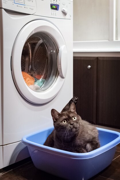 черная кошка сидит в тазу возле стиральной машины
