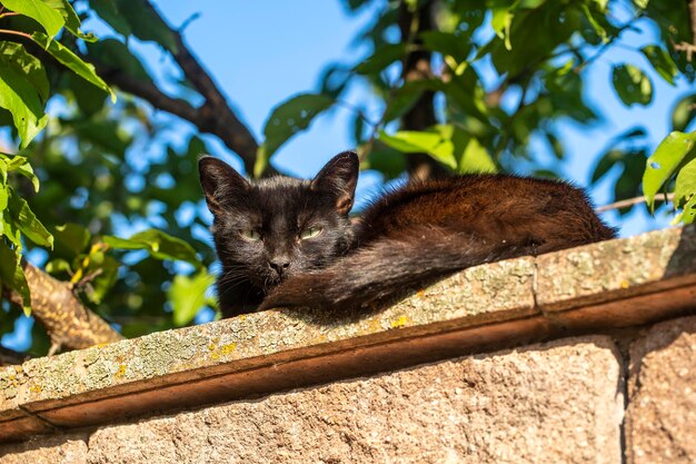 Black cat sits on a concrete fence on a summer day