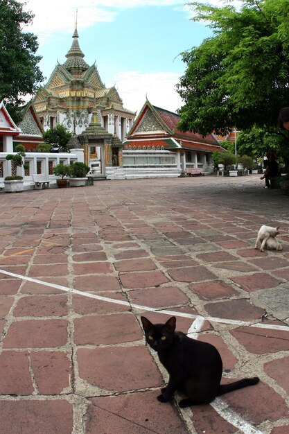 A black cat sits in front of a temple.