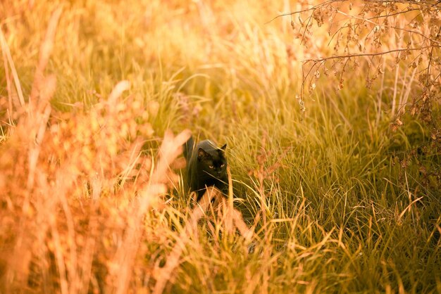 黒い猫は夕陽の金色の光に照らされた高い緑の草の中に麗に座っています