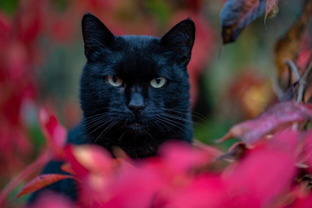 A black cat sits in the red leaves of wild grapes Cat family mammals warmblooded