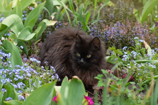 Il gatto nero si siede in un giardino estivo tra i fiori blu del nontiscordardime.