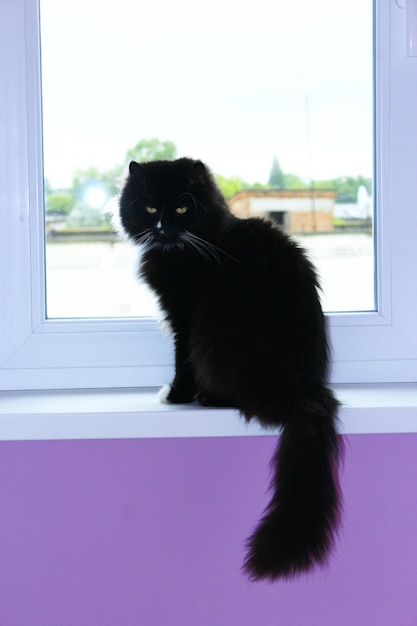 Black cat sits on the windowsill