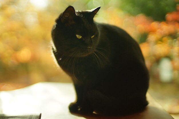 A black cat sitting against the background of autumn leaves