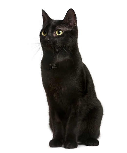 Black cat sitting in front of white wall