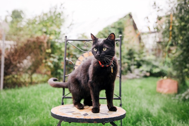 Black cat sitting in the garden