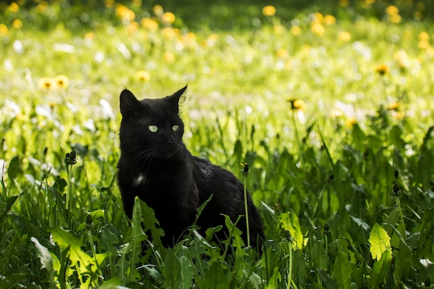 緑の草に座っている黒猫