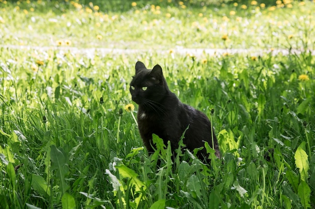 Black cat sitting in green grass