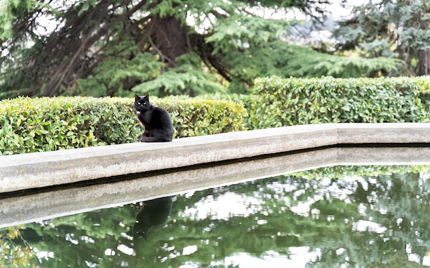 Black cat sitting in the green summer park reflecting in the pond Beautiful natural background