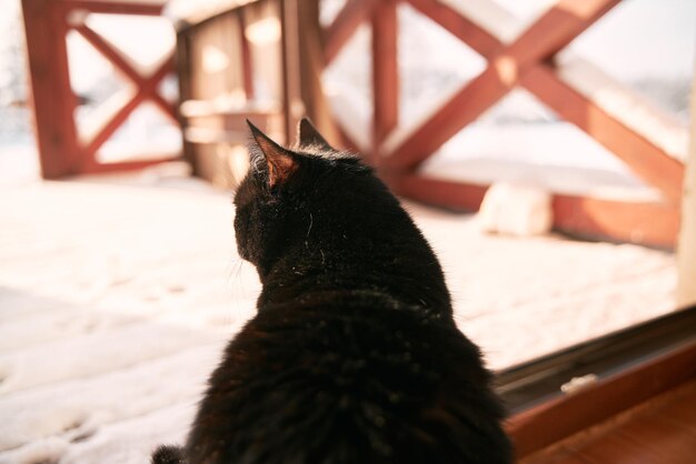 Black cat sitting on the snowy terrace Home pets trying outdoors in winter