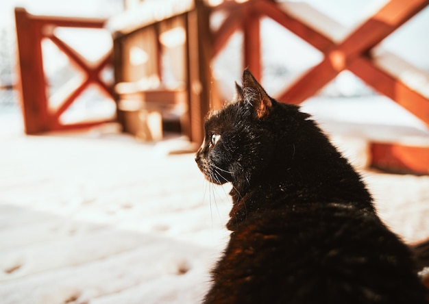 Black cat sitting on the snowy terrace Home pets trying outdoors in winter