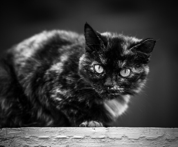 Foto gatto nero seduto su un gradino nero e bianco