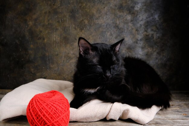 Black cat sleeps on a light, warm jacket next to a red ball of thread.