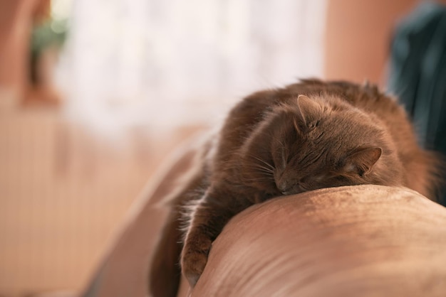 Black cat sleeps on a pet pillow Pet store item in usage by domestic cat Horizontal photo