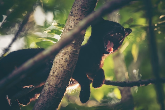 Black cat sleepy on tree