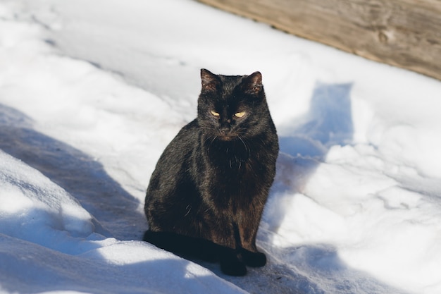 Black cat in the snow basking in the sun