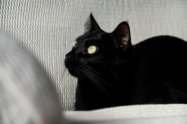 ソファを見つめている黒猫