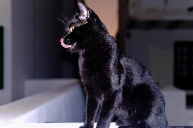 Gatto nero che tira fuori la lingua e si lecca le labbra. ritratto notturno