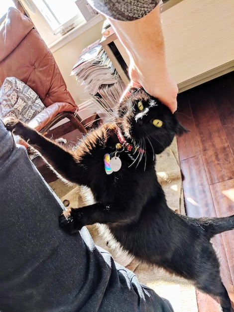 写真 黒い猫が頭をかきつけて飼い主の足をつかむ