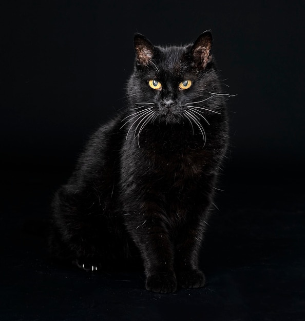 Black cat in studio