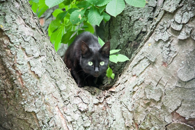 木の黒い猫