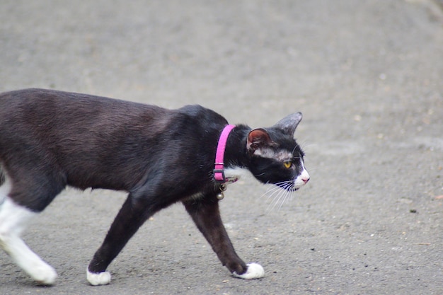 Foto gatto nero che cammina per terra