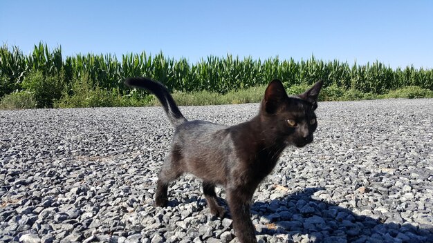Фото Черная кошка гуляет по полю.