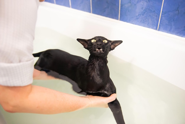 Black cat in water taking bath