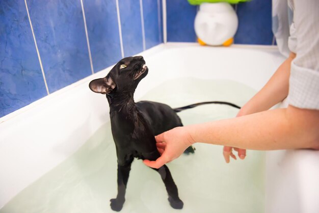 Black cat in water taking bath