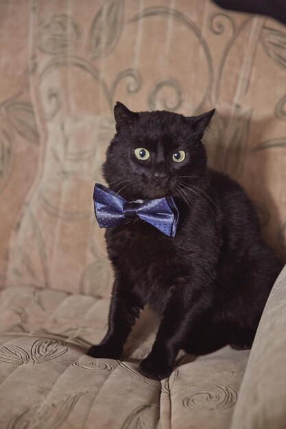 青い蝶ネクタイを着た黒い猫がソファに座っている