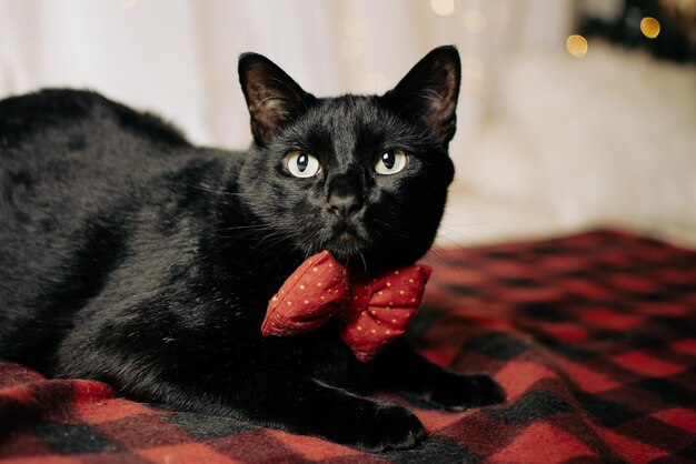 Black cat wearing a red bow tie