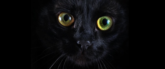 a black cat with green eyes looking up with a black background.