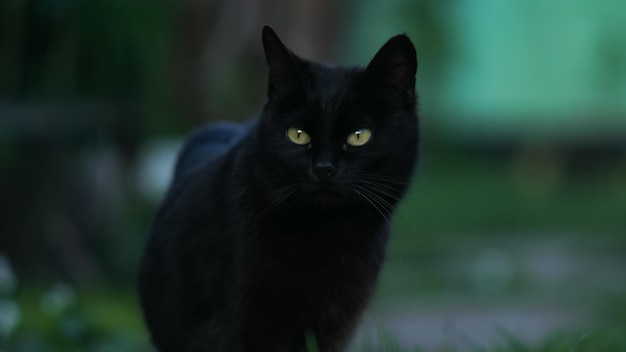 black cat on with green eyes