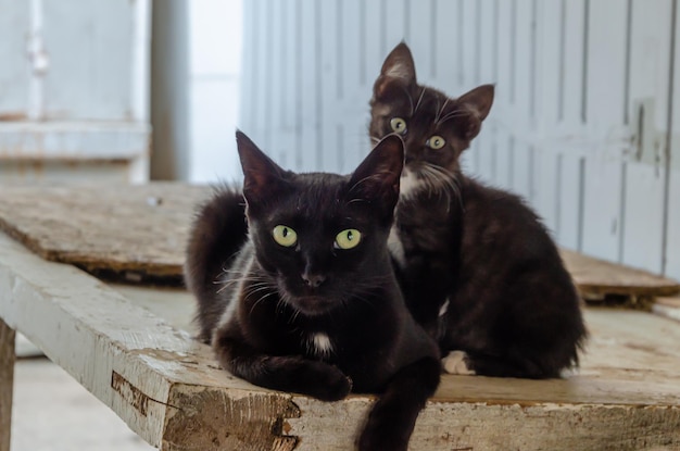 A black cat with a kitten on the street.