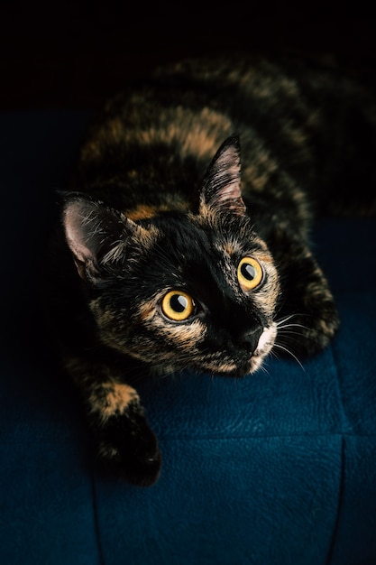 Black cat sale with orange spots