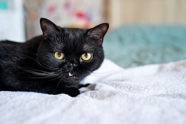 Gatto nero con le zanne attaccate. morso sbagliato e problemi ai denti negli animali. animali domestici.