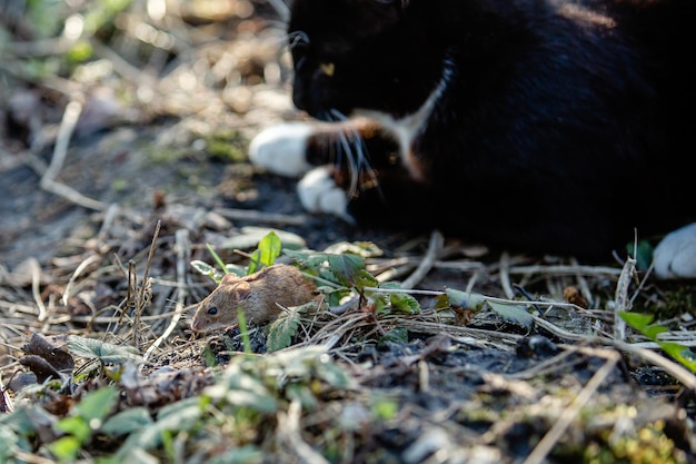 白い足を持つ黒猫が草の中でマウスを探すマウスに焦点を合わせる