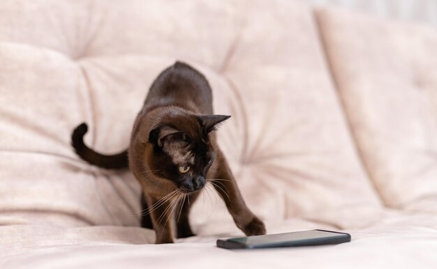 電話を不審に見ている白いひげを持つ黒猫猫がスマートフォンに足を伸ばしているペットとソファの上のモダンなガジェット