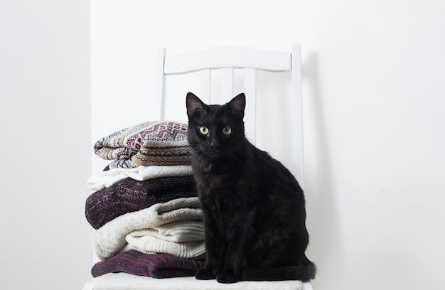 Black cat with winter clothes on a chair