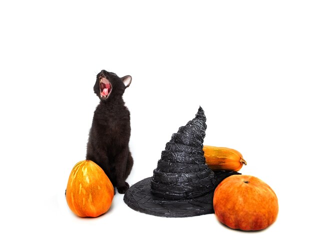 Photo black cat with witch hat and pumpkins