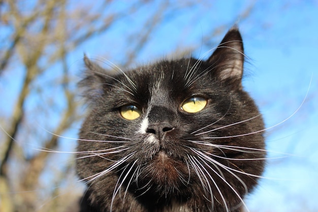 青い空を背景に邪悪な光景を持つ黒猫